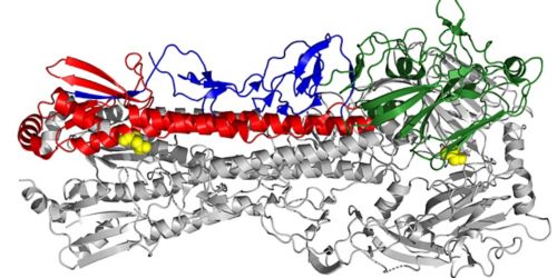 Electron microscopy image of an influenza virus