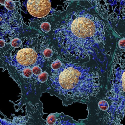 illustration of cells