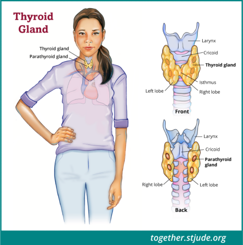 The thyroid gland makes thyroxine, a hormone that plays an important role in growth and mental development. Thyroxine, T4, also helps regulate the body’s temperature and metabolism.