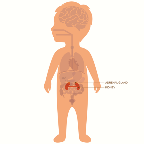 Dessin d'un enfant avec schéma des organes, dont les glandes surrénales et les reins qui apparaissent en surbrillance et sont libellés