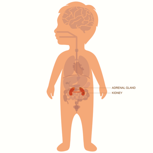 Gráfico de um bebê com sobreposição do órgãos com glândulas suprarrenais e rins destacados e identificados