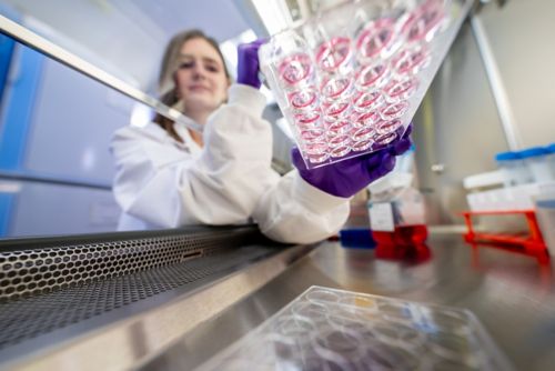 Woman in lab preparing tissue cultures