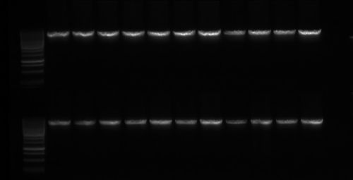 Ampliación de una muestra de una parte de ADN