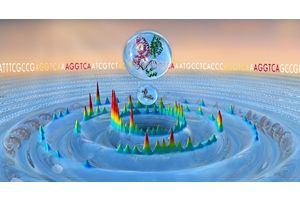 Nuclear receptor DNA