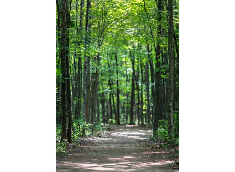 Tree lined trail through the woods.