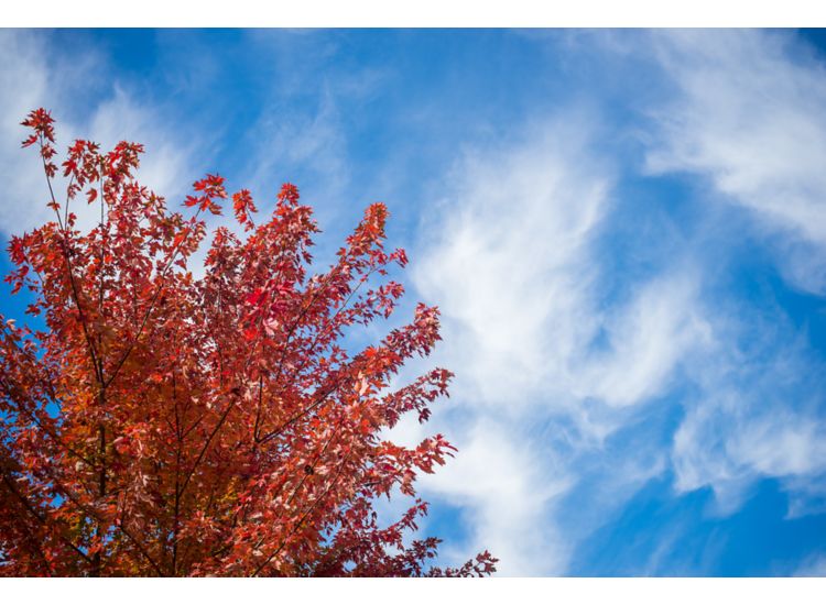 bright red autumn tree against a blue sky