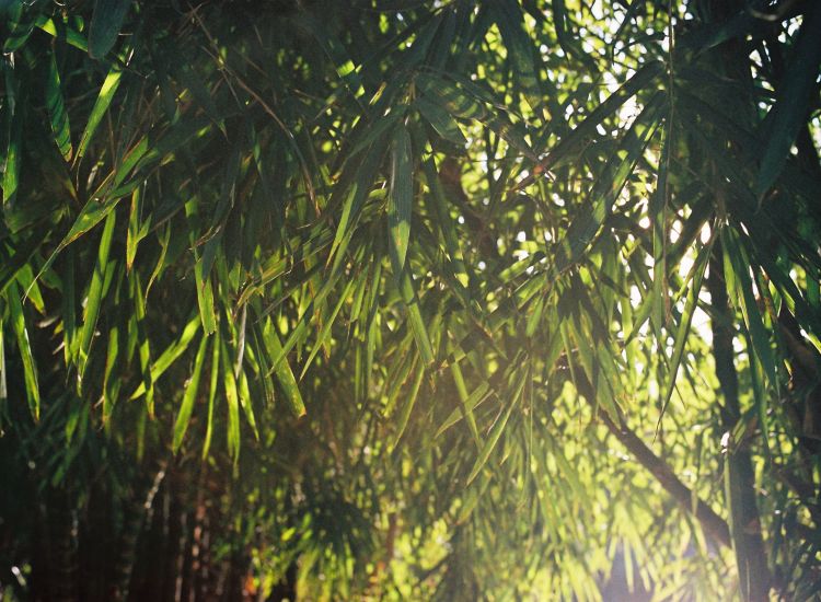 Rows of bamboo trees with sunlight peeking through