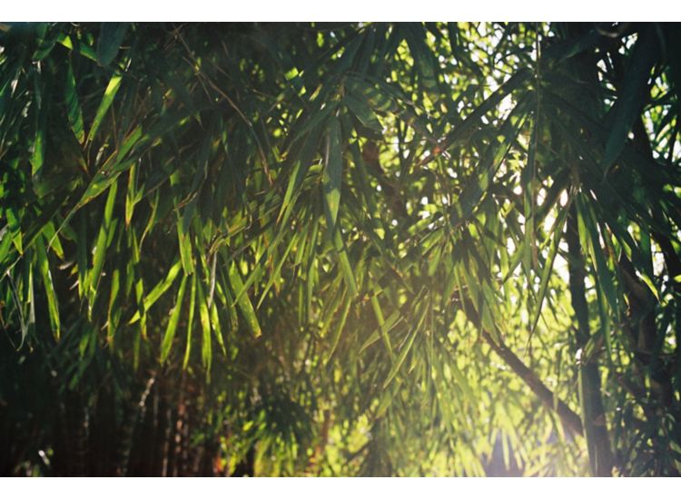 Rows of bamboo trees with sunlight peeking through