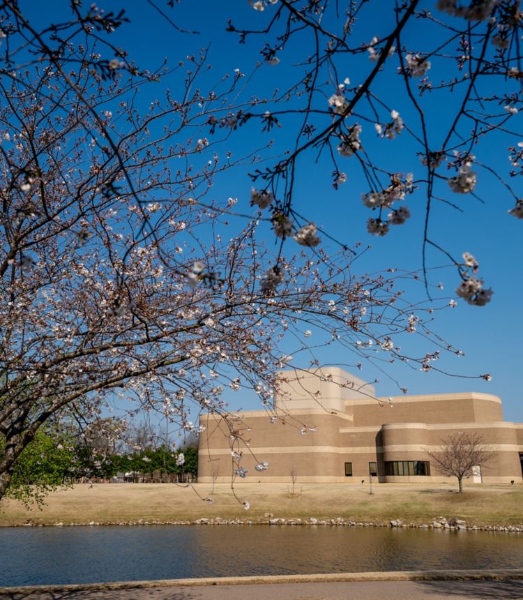 Blooming cherry blossom tree in foreground, exterior brown and tan brick building in background