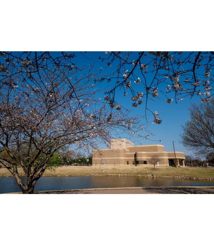 Blooming cherry blossom tree in foreground, exterior brown and tan brick building in background