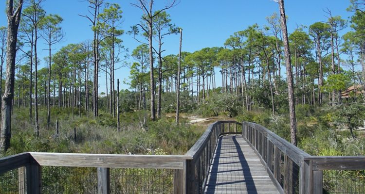 Boardwalk trail through park with tall grass and trees