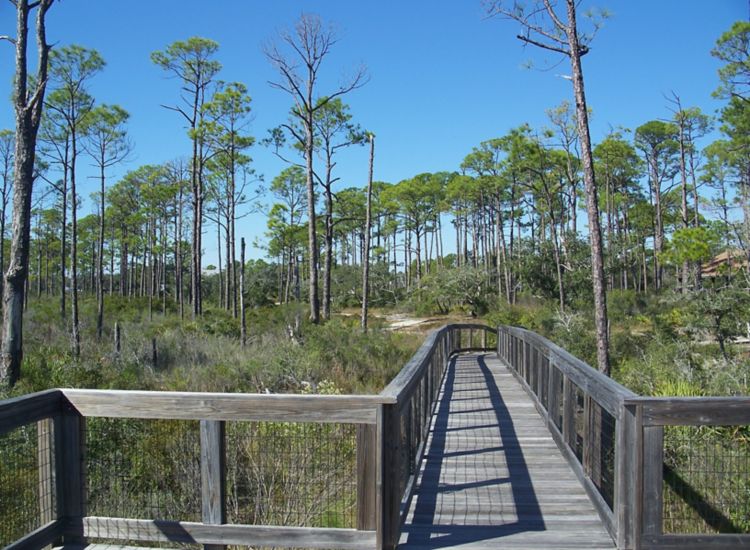 Boardwalk trail through park with tall grass and trees