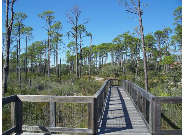 Boardwalk trail through park with tall grass and trees