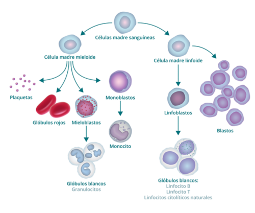 El gráfico muestra el proceso de formación de la sangre y cómo origina blastocitos. El gráfico comienza con una célula madre sanguínea. Hacia la izquierda, deriva en una célula madre mieloide, de la que a su vez derivan plaquetas, glóbulos rojos, mieloblastos y monoblastos. El mieloblasto se transforma en glóbulo blanco (también llamado granulocito) y el monoblasto se transforma en monocito. La rama derecha de la célula madre sanguínea origina una célula madre linfoide, de la que se derivan linfoblastos (que se transforman en glóbulos blancos) y blastocitos.