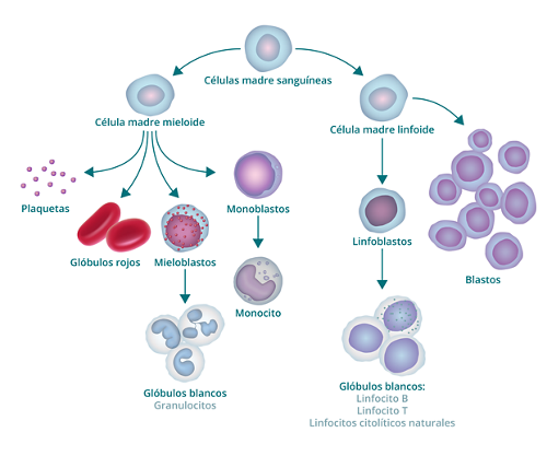 El gráfico muestra el proceso de formación de la sangre y cómo origina blastocitos. El gráfico comienza con una célula madre sanguínea. Hacia la izquierda, deriva en una célula madre mieloide, de la que a su vez derivan plaquetas, glóbulos rojos, mieloblastos y monoblastos. El mieloblasto se transforma en glóbulo blanco (también llamado granulocito) y el monoblasto se transforma en monocito. La rama derecha de la célula madre sanguínea origina una célula madre linfoide, de la que se derivan linfoblastos (que se transforman en glóbulos blancos) y blastocitos.