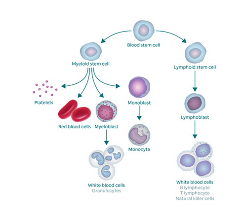 how quickly does leukemia develop