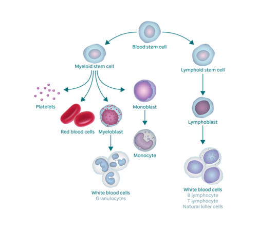 Gráfico que mostra o processo de formação de sangue e como ele resulta em células blastos. O gráfico começa com uma célula-tronco de sangue. À esquerda, ela se divide em célula-tronco mieloide, que se divide em plaquetas, hemácias, mieloblastos e monoblastos. O mieloblasto muda para glóbulos brancos (também chamados de granulócitos) e o monoblasto muda para um monócito. O ramo direito da célula-tronco do sangue vai para a célula-tronco linfoide, que se divide em linfoblastos (que se transforma em células brancas do sangue).