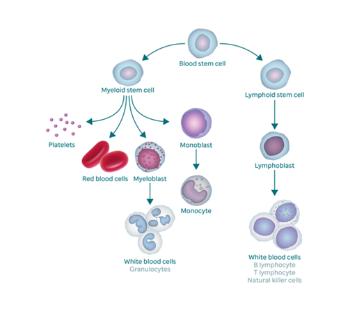 Grafika przedstawiająca proces krwiotwórczy i sposób powstawania komórek nowotworowych (blastów). W górnej części grafiki znajduje się komórka macierzysta krwi. Po lewej stronie zobrazowano jej przekształcenie się w szpikową komórkę macierzystą, z której z kolei powstają płytki krwi, krwinki czerwone, mieloblasty i monoblasty. Mieloblast przekształca się w krwinki białe (nazywane również granulocytami), a monoblast – w monocyt. Po prawej stronie zobrazowano przekształcenie się komórki macierzystej krwi w limfoidalną komórkę macierzystą, z której z kolei powstają limfoblasty (które dojrzewają, tworząc krwinki białe).