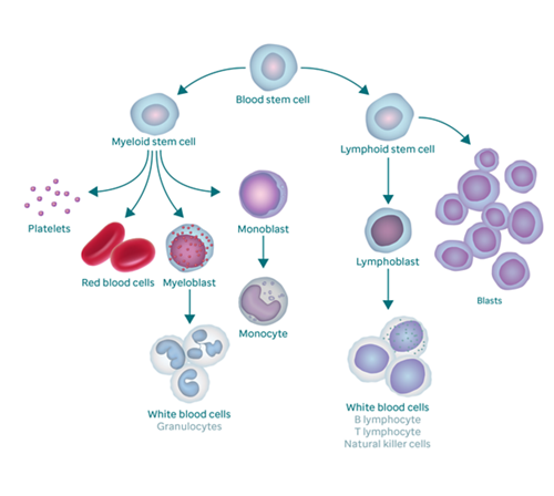 Graphic showing the blood forming process and how it results in blast cells. The graphic begins with a blood stem cell. To the left, it branches off into myeloid stem cell, which branches into platelets, red blood cells, myeloblast, and monoblast. The myeloblast changes into white blood cells (also called granulocytes) and the monoblast changes into a monocyte. The right branch of blood stem cell goes to lymphoid stem cell, which branches into lymphoblasts (which changes into white blood cells) and blast cells.