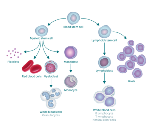 Gráfico que mostra o processo de formação de sangue e como ele resulta em células blastos. O gráfico começa com uma célula-tronco de sangue. À esquerda, ela se divide em célula-tronco mieloide, que se divide em plaquetas, hemácias, mieloblastos e monoblastos. O mieloblasto muda para glóbulos brancos (também chamados de granulócitos) e o monoblasto muda para um monócito. O ramo direito da célula-tronco do sangue vai para a célula-tronco linfoide, que se divide em linfoblastos (que se transforma em células brancas do sangue) e células blastos.