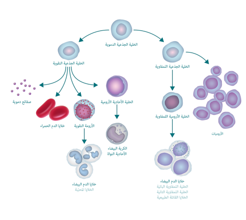 خلايا يصيب الدم خطأ الحمراء صواب اللوكيميا مرض تنتج في