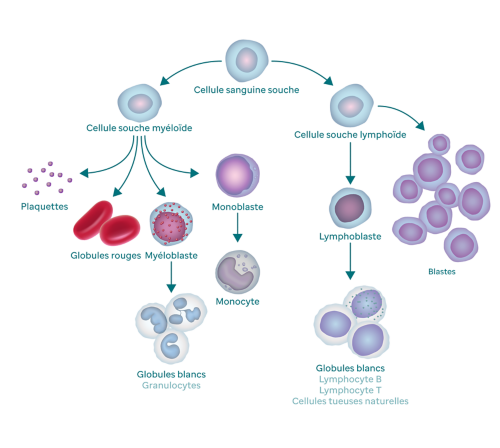 Anémie et cancer : comment explique-t-on le manque de globules rouges?