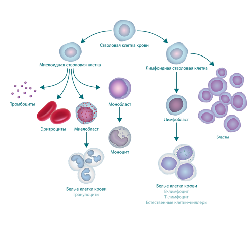 Рисунок, на котором показан процесс кроветворения и формирования бластных клеток. В верхней части рисунка представлена стволовая клетка крови. С левой стороны от нее отходит миелоидная стволовая клетка, из которой формируются тромбоциты, эритроциты, миелобласт и монобласт. Миелобласт превращается в лейкоциты (также называемые гранулоцитами), а монобласт превращается в моноцит. С правой стороны от стволовой клетки крови отходят лимфоидные стволовые клетки, формирующие лимфобласты (которые превращаются в лейкоциты) и бластные клетки.