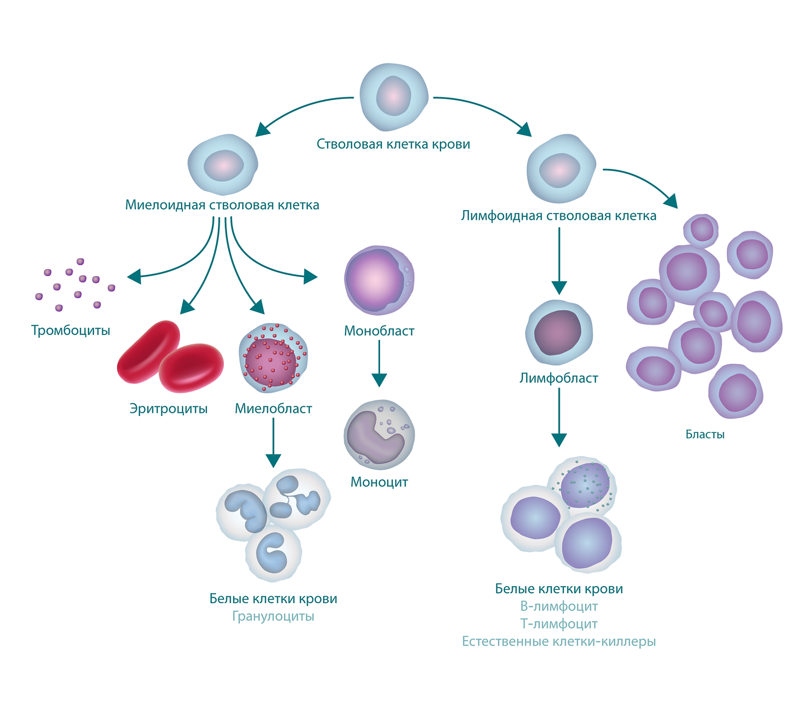 Рисунок, на котором показан процесс кроветворения и формирования бластных клеток. В верхней части рисунка представлена стволовая клетка крови. С левой стороны от нее отходит миелоидная стволовая клетка, из которой формируются тромбоциты, эритроциты, миелобласт и монобласт. Миелобласт превращается в лейкоциты (также называемые гранулоцитами), а монобласт превращается в моноцит. С правой стороны от стволовой клетки крови отходят лимфоидные стволовые клетки, формирующие лимфобласты (которые превращаются в лейкоциты) и бластные клетки.