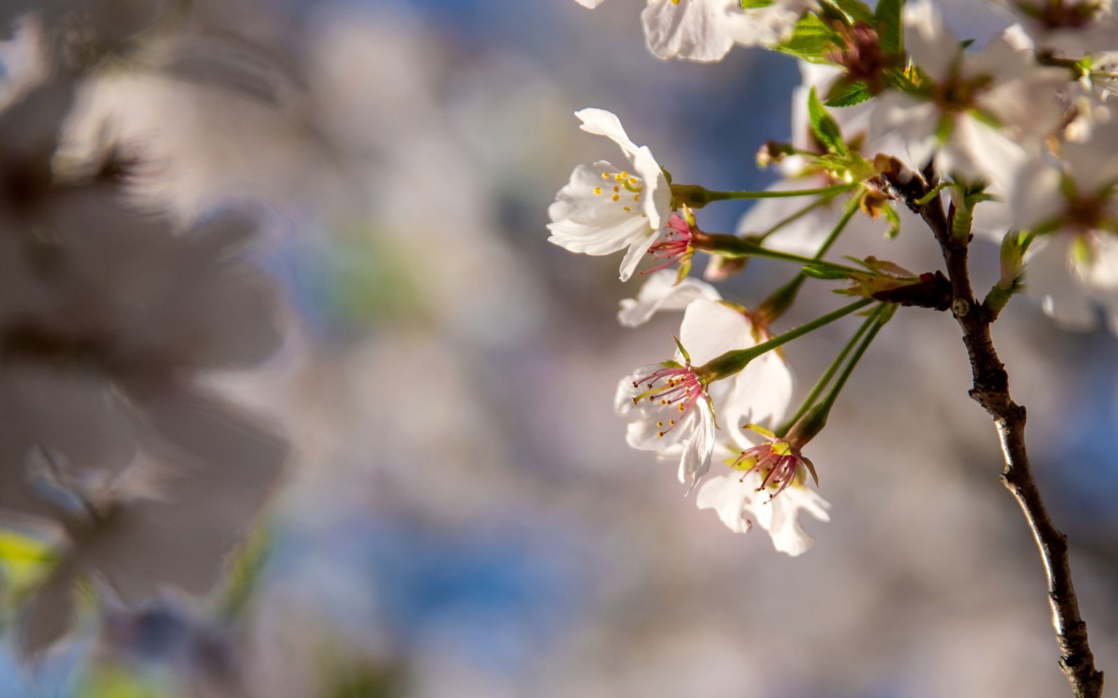 Close up of flowers on a tree branch.