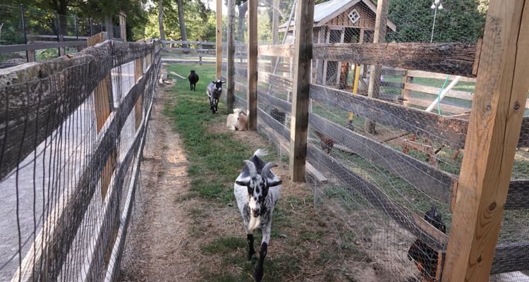 Bobby Lanier Farm Park goats walking toward camera.
