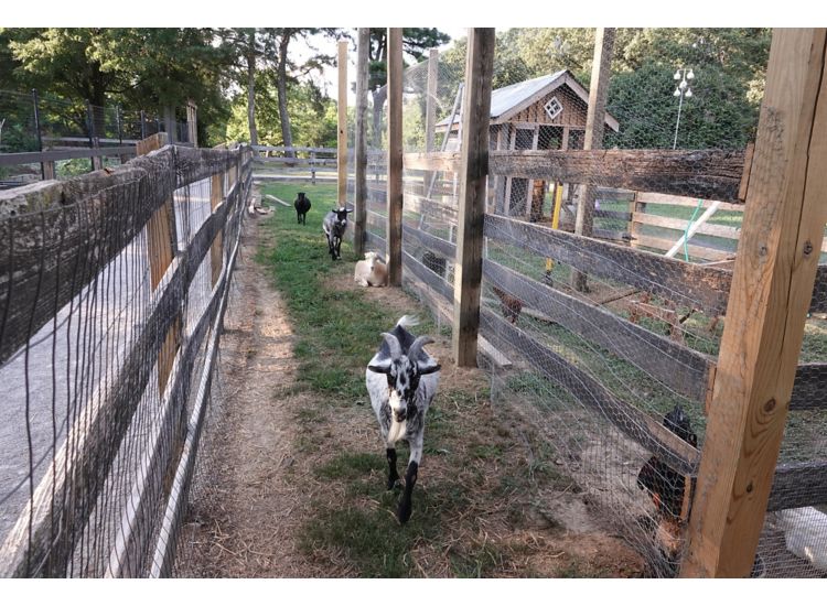 Bobby Lanier Farm Park goats walking toward camera.