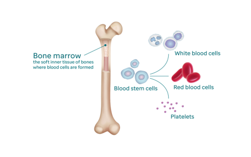 Bone marrow infographic showing red blood cells, blood forming cells, platelets, and white blood cells