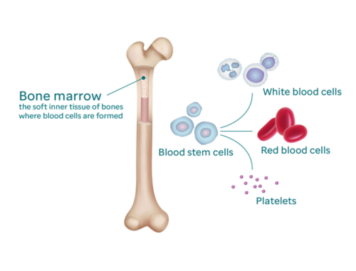 Bone marrow infographic showing bone marrow, white blood cells, platelets, red blood cells, and blood forming cells