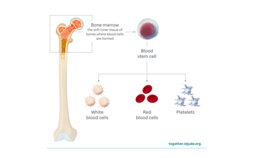 Illustration showing bone marrow