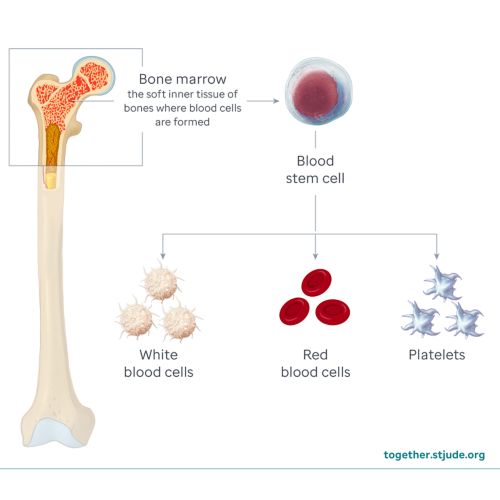 This illustration depicts a long bone with a cross section showing the bone marrow and a callout of blood-forming stem cells that become white blood cells, red blood cells, and platelets.