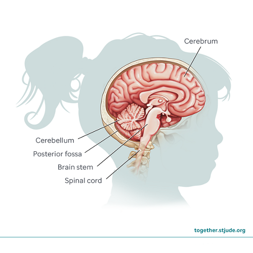 Medical illustration of brain anatomy to include cerebrum, ventricals, brain stem, cerebellum, and spinal cord.