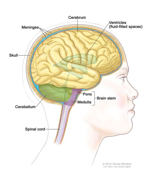 Medical illustration of anatomy of the brain showing the ventrials, cerebrum, meninges, skull, cerebellum, spinal cord, and brain stem