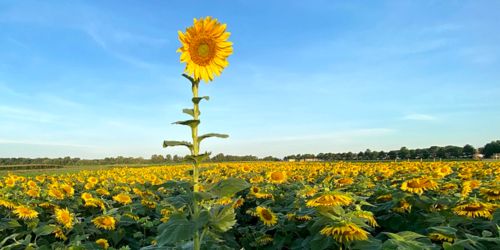 image of sunflower field.