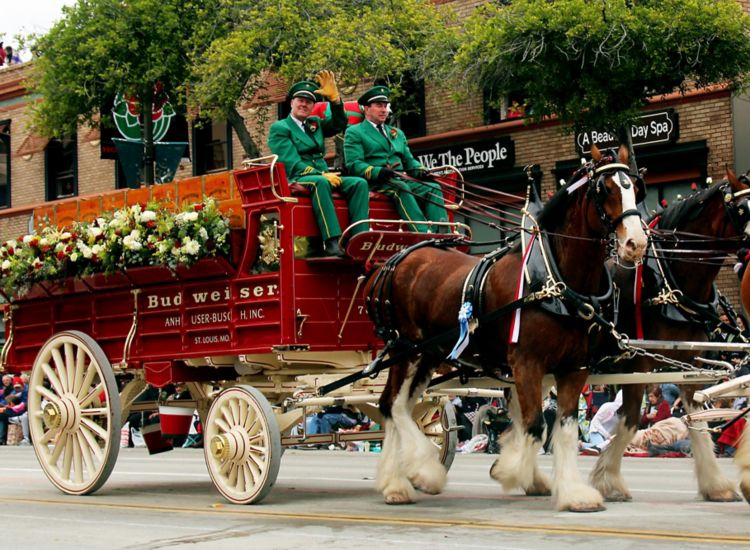Image of Budweiser Clydesdale Horses pulling a draft wagon