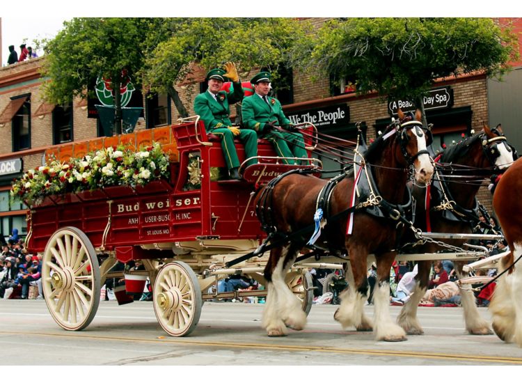 Image of Budweiser Clydesdale Horses pulling a draft wagon