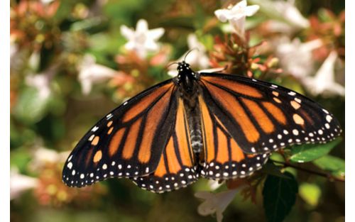 Monarch butterfly settling on flower