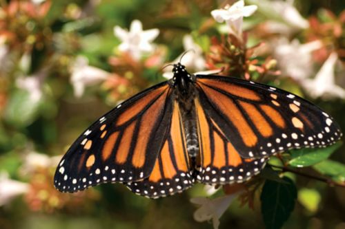 Una mariposa se posa en una flor.