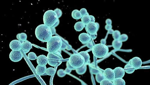 Candida infections on sale