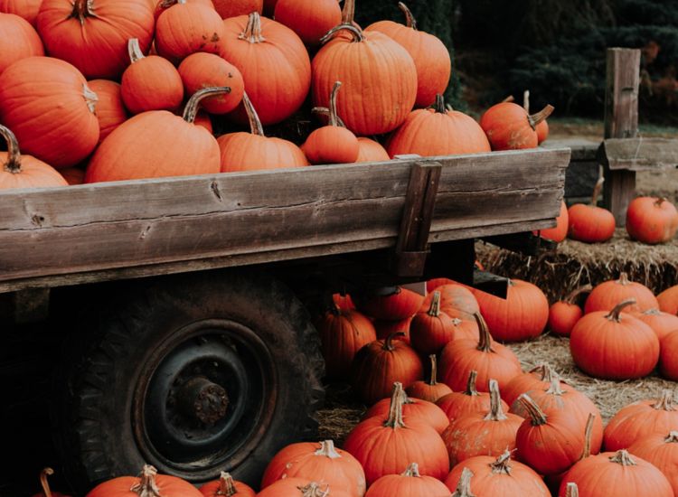 image of truckload of pumpkins