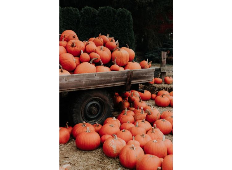 image of truckload of pumpkins