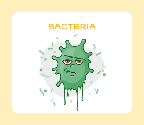 بیکٹیریا