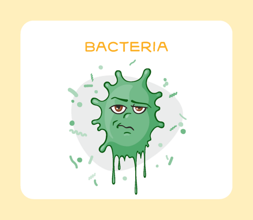 Bacteria