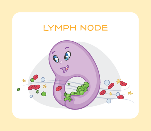 lymph node