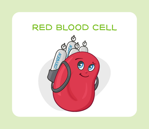 red blood cell