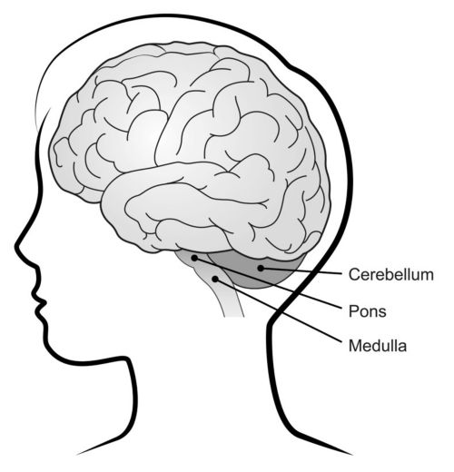 ကလေးတစ်ယောက်၏ ဦးနှောက်အတွင်းရှိ ဦးနှောက်ငယ်၊ ဦးနှောက်ဆုံချက်နှင့် ဦးနှောက်မြီး ဖွဲ့စည်းတည်ဆောက်ပုံများပြ ပုံ